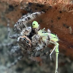 He Eats the Damselfly