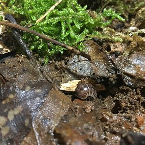 Onychoglomeris herzegovinensis juvenile