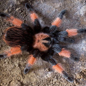 Brachypelma emilia