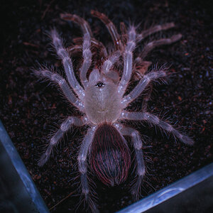 A.geniculata - 1+ inch sling