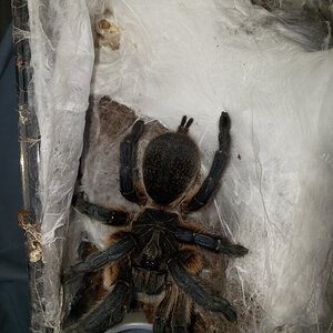 H pulchripes