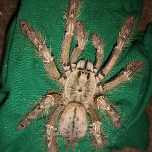 Like Herding Cats- S.cal AF fresh molt