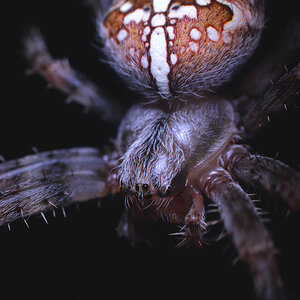 Araneus diadematus - medium zoom