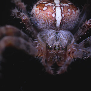 Araneus diadematus - tight shot