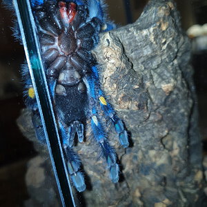 Poecilotheria metallica 5 inches