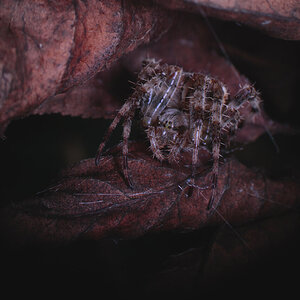 Araneus diadematus,again - wider shot