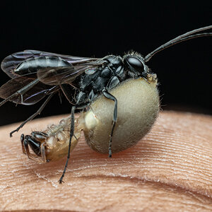 Parasitic wasp (Pompilidae sp.)