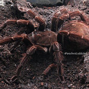 Pamphobeteus sp. "Ecuador".