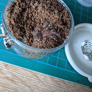 A. geniculata sling