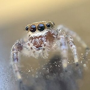 Cute Baby Salticid