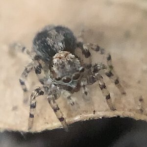 Naphrys Pulex Juvenile 3mm