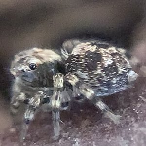 Naphrys Pulex Juvenile 3mm