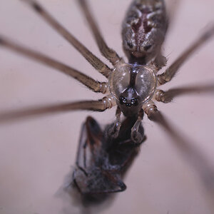 Holocnemus(?) sp. - male,wrapping up prey