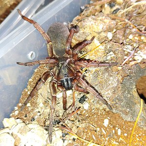 Anamidae sp. Adelaide Hills 1