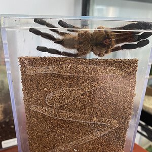 MM ventral poecilotheria