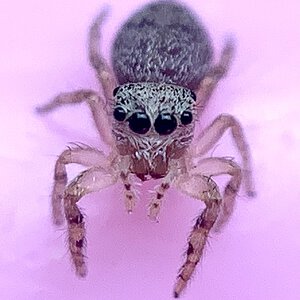 Juvenile Jumping Spider