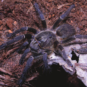 Ceratogyrus darlingi - 2 inch juvenile