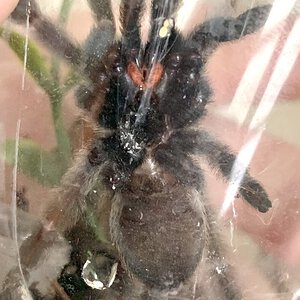 Psalmopoeus cambridgei - 3” [ventral sexing{