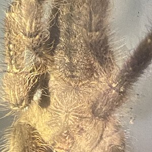 Subfusca?