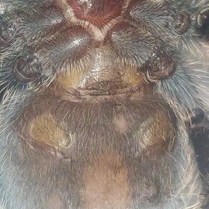 T.albopilosim 7cm