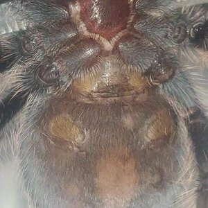 T.albopilosim 7cm