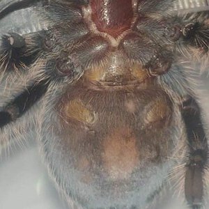 T.albopilosim 7cm