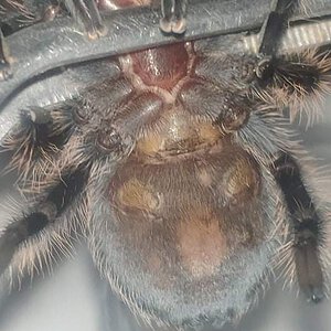 T.albopilosim 7cm