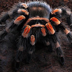 Brachypelma hamorii.