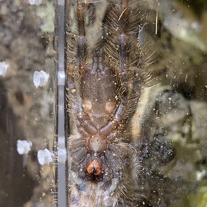 Need help sexing this P. Regalis 2 1/2”
