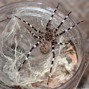 Viridasius sp. Madagascar