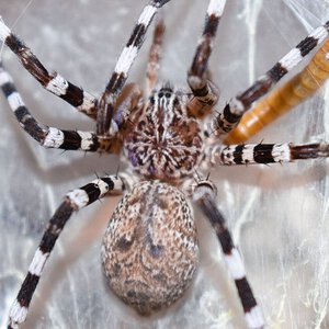 Viridasius sp. Madagascar close up