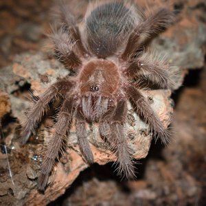 Tliltocatl albopilosus Nicaragua juvi