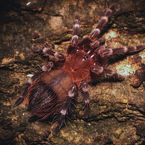 Acanthoscurria geniculata - 1 inch sling