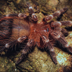 Acanthoscurria geniculata - 1 inch sling