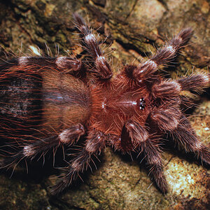 Acanthoscurria geniculata - 1 inch sling