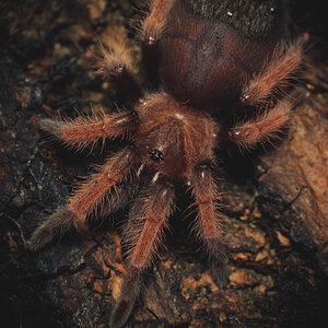 Brachypelma emilia - 1.5-1.75 inch "Trooper" shot #1