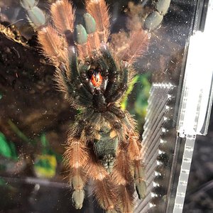 Help with sexing 4" Psalmopoeus pulcher...please!