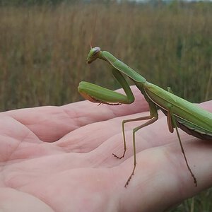 another mantid