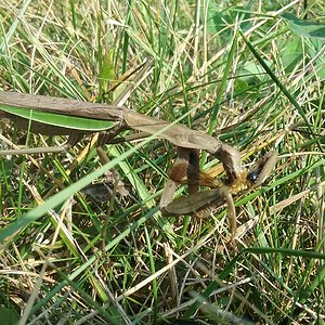 feeding mantis