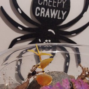 Creepy Crawly A. avicularia sling