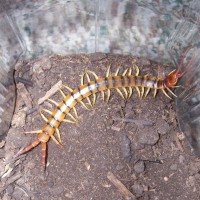 Scolopendra polymorpha