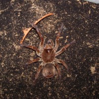 Theraphosa blondi