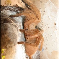 Asian Theraphosidae ID