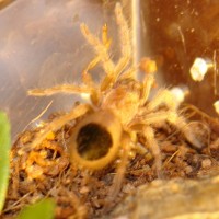 B. Smithi