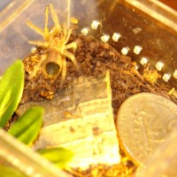 B. Smithi