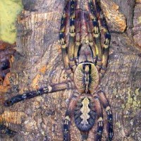 Poecilotheria ornata