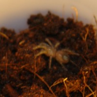 B. Vagans "A"