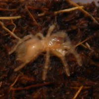 B. Vagans "C"