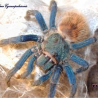 Chromatopelma cyaneopubescens