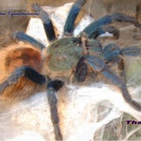 Chromatopelma cyaneopubescens